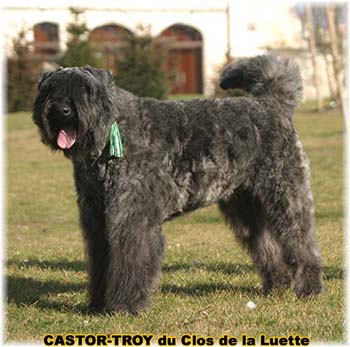 bouvier des flandres du clos de la luette - copyright d&eacute;pos&eacute;